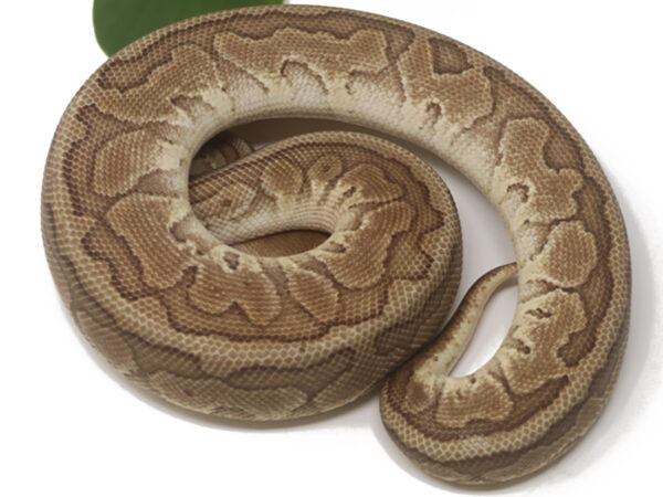 Raven Emperor Pin (Male)