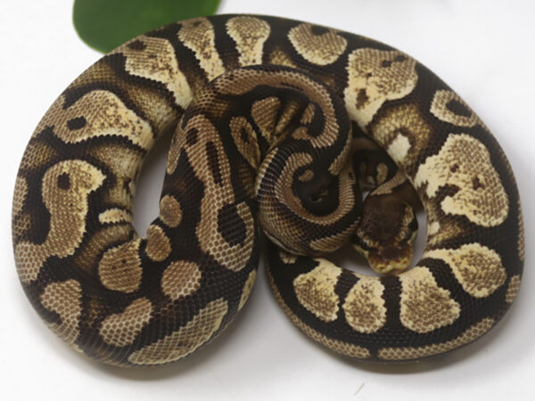 Shatter Pastel (Female)