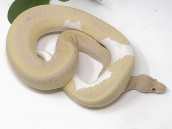 Banana Champagne Cinnamon (Male)