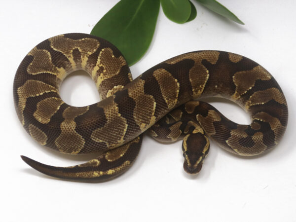 Enchi YB (Female)
