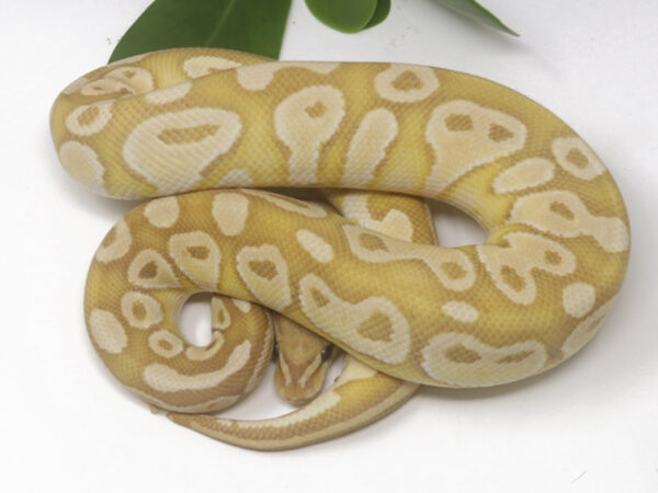 Banana Butter (Female)