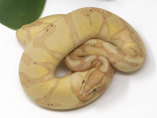 Banana Enchi (Female)