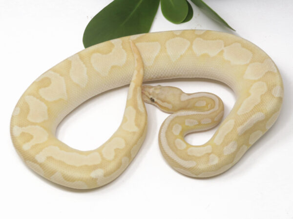 Banana Pewter Butter Enchi (Male)