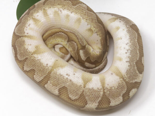 Bamboo Enchi (Female)