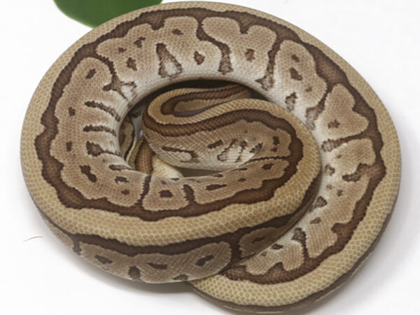 Leopard Kingpin (Female)