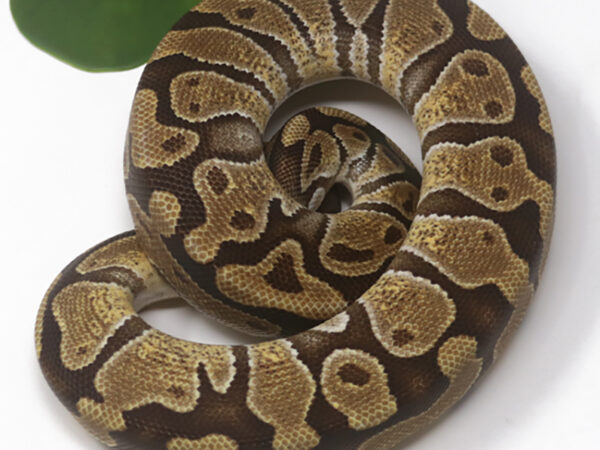 Enchi Het Clown (Female)