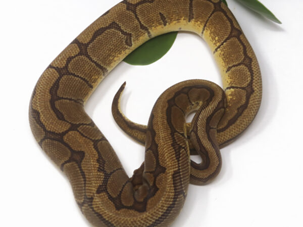 Raven Enchi Pin (Female)