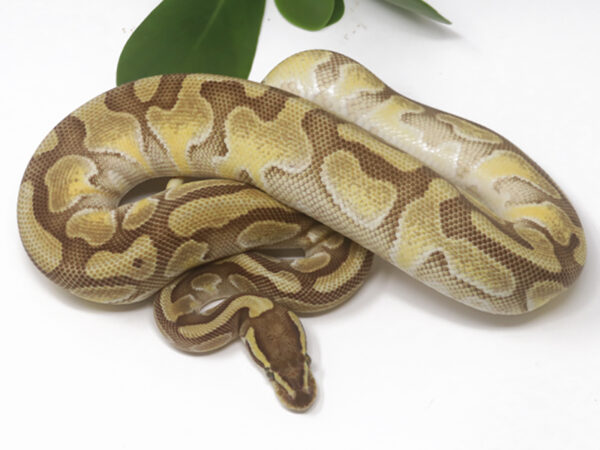 Enchi Butter (Female)
