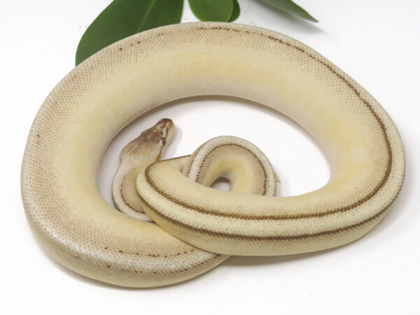 Genetic Stripe Butter (Female)
