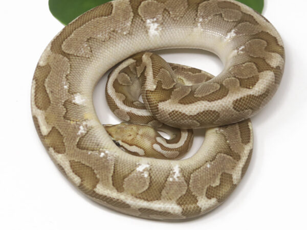 Bamboo Enchi (Female)