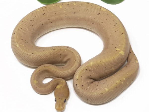 Banana Super Cinnamon (Male)