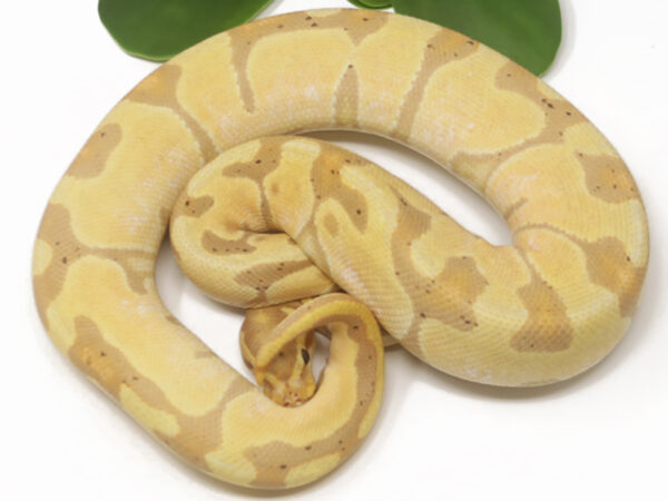 Banana Enchi (Female)