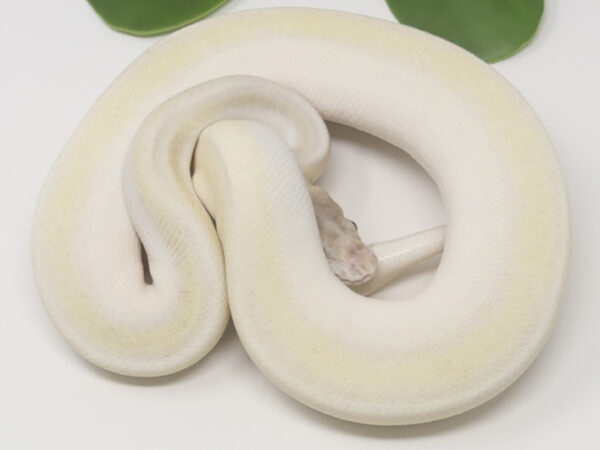 Super Mojave (Female)