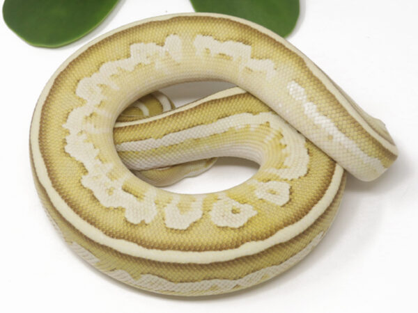 Bongo Pastel Butter (Female)