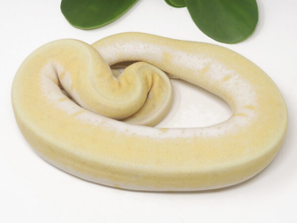 Banana Spotpin Enchi (Female)