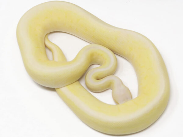 Super Banana Lemonblast (Male)