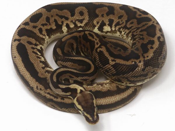 Leopard Pastel Calico (Female)