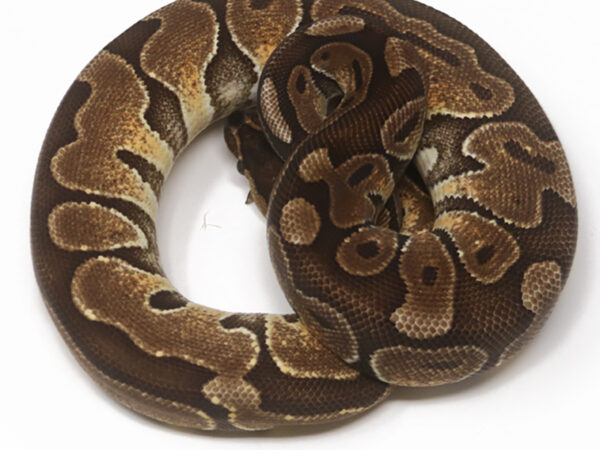 Enchi Cinnamon (Female)