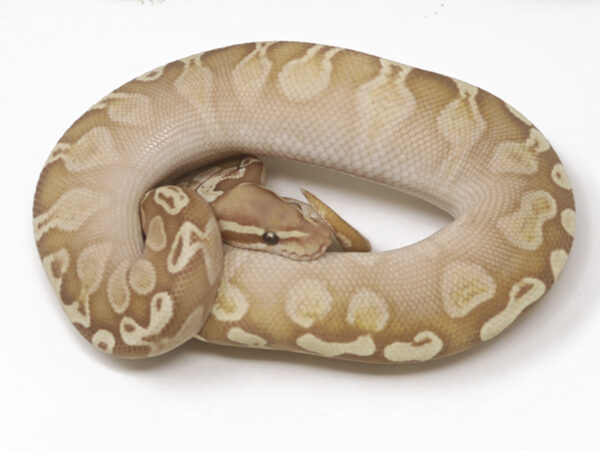 Banana GHI Butter (Male)