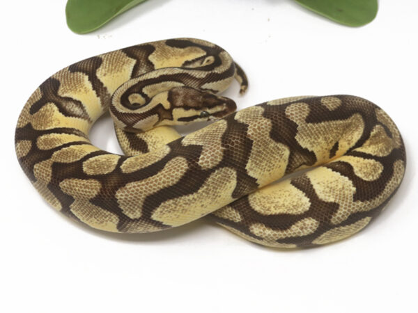 Enchi Pastel Specter (Female)
