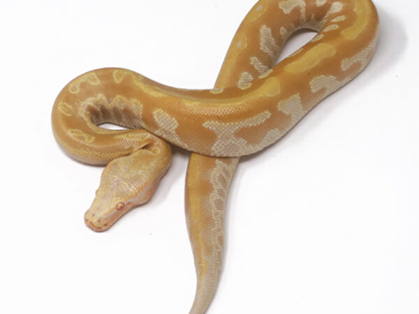 T- Albino Blood Python (Male)