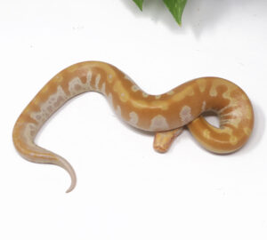 9-6B-T-Albino-Blood_2025-300x270 9-6B T- Albino Blood_2025