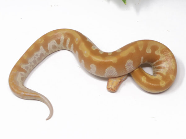 T- Albino Blood Python (Male)