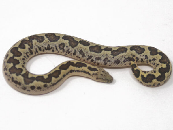 Rough-Scaled Sand Boa (Male)