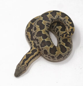 WR1-27F-Rough-Scaled-Sand-Boa_2025-288x300 WR1-27F Rough-Scaled Sand Boa_2025