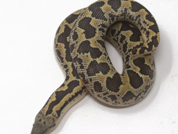 Rough-Scaled Sand Boa (Male)