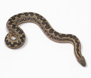 WR1-28A-Rough-Scaled-Sand-Boa_2025-300x255 WR1-28A Rough-Scaled Sand Boa_2025
