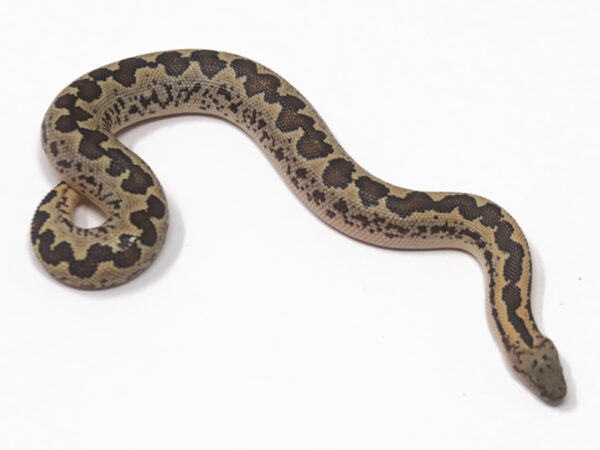 Rough-Scaled Sand Boa (Male)