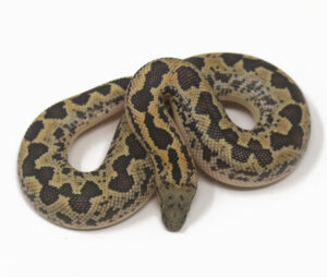 WR2-14C-Rough-Scaled-Sand-Boa_2025-300x254 WR2-14C Rough-Scaled Sand Boa_2025
