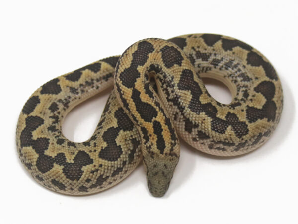 Rough-Scaled Sand Boa (Female)
