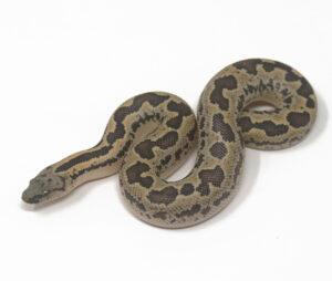 WR2-14D-Rough-Scaled-Sand-Boa_2025-300x254 WR2-14D Rough-Scaled Sand Boa_2025