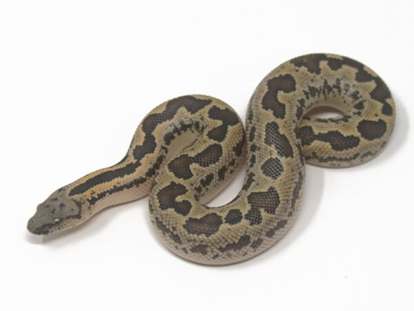 Rough-Scaled Sand Boa (Female)