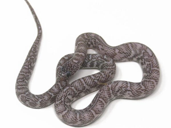 Ghost Florida Kingsnake (Female)