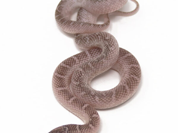 Whitesided Florida Kingsnake (Female)