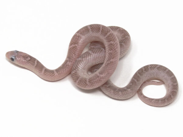 Whitesided Florida Kingsnake (Female)