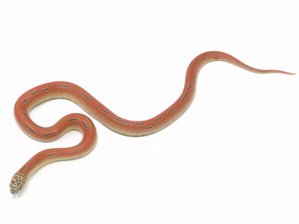 Hypo Mosaic Florida Kingsnake (Male)