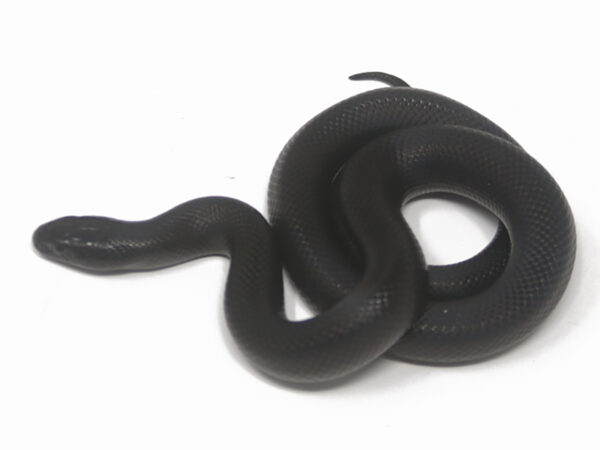 Mexican Black Kingsnake (Female)