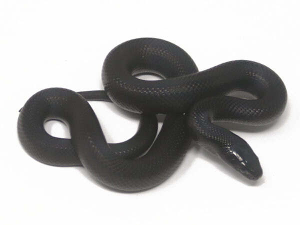 Mexican Black Kingsnake (Male)