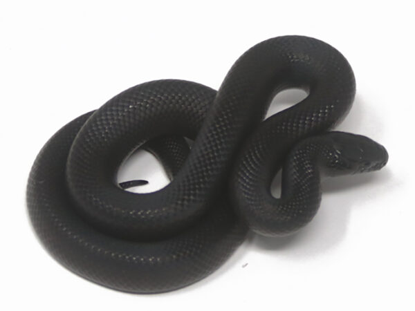 Mexican Black Kingsnake (Female)