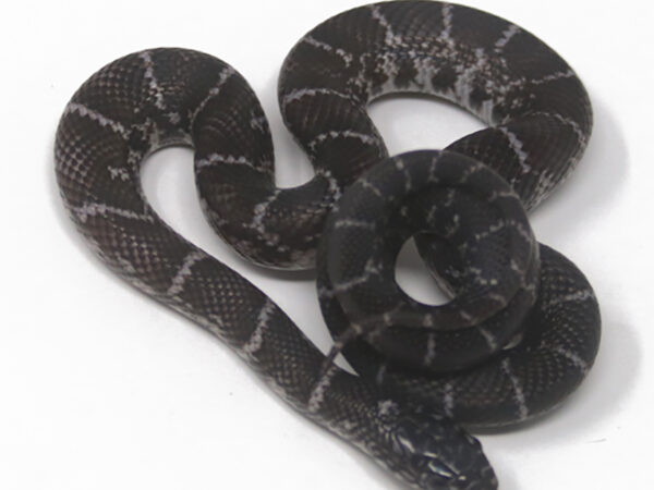 Anery Florida Kingsnake (Female)