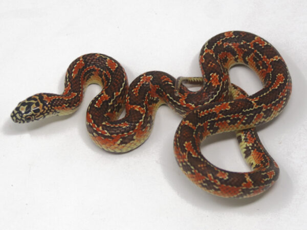 Mosaic Florida Kingsnake (Female)