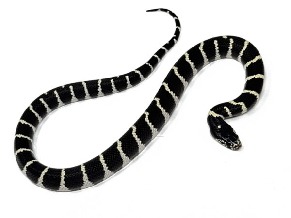 Desert California Kingsnake (Male)