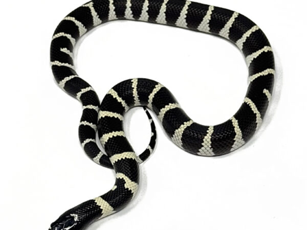 Desert California Kingsnake (Female)