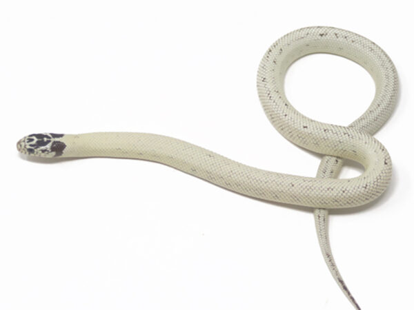 Banana California Kingsnake (Female)