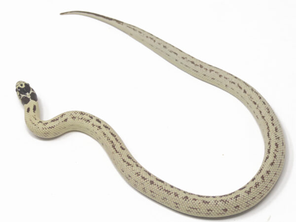 Banana California Kingsnake (Female)