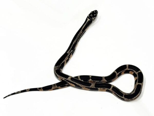 Estido Island Mosaic Eastern Kingsnake (Female)